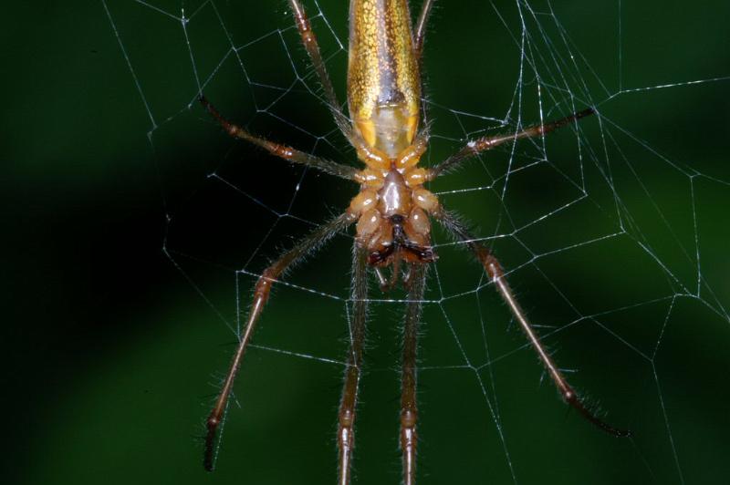 Tetragnatha_montana_D3742_Z_84_Vinkenveense plassen_Nederland.jpg